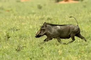Miniopteridae Imprime: Cerdo de guerra Namibia
