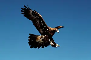 Accipitriformes Imprime: Aguila de cola puntiaguda en vuelo