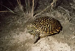 Reptile Art Imprime: Western Box Turtle
