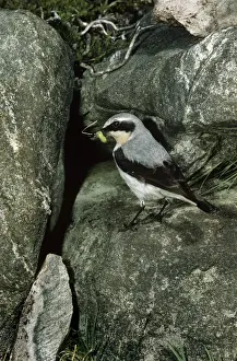 Oenanthe Oenanthe Species Imprime: Wheatear