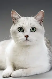 Personal Use Cat Pictures Imprime: White Cat