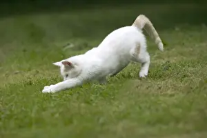 Animal Lover Gifts Online Imprime: White Cat - pouncing