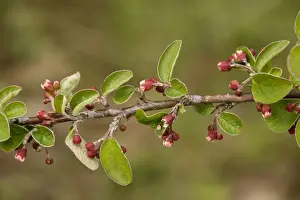 United Kingdom Flora Imprime: A wild cotoneaster (Cotoneaster integerrimus). Extremely rare in UK