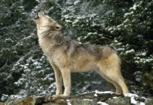 Canis Lupus Species Imprime: Wolf - howling
