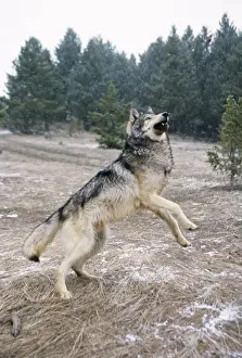 Grey Wolf In Snow Imprime: Wolf - leaping