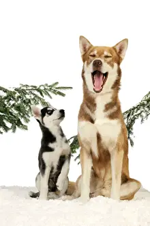 Winter Pet Photography Imprime: x-default