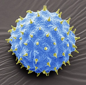 Coloured Scanning Electron Micrographs Imprime: Abutilon pollen, SEM