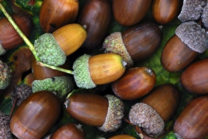 British Woodland Scenery Imprime: Acorns