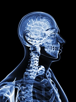 Human Brain Illustration Imprime: Active brain, artwork