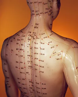 Cuerpo Humano Imprime: Modelo de acupuntura
