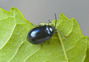 European Beetles Imprime: Alder leaf beetle