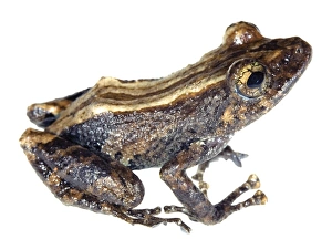 Ecuadorian Rainforest Animals Imprime: Amazon robber frog