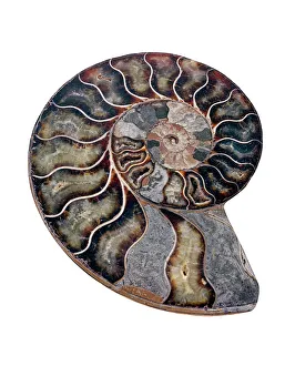 Impresiones de El amonita. Sección pulida de un fósil de amonita dividido. Las amonitas son invertebrados marinos extintos Imágenes de agosto de 2007: Ammonite