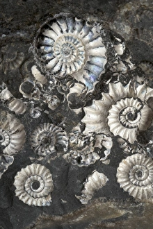 Ammonite Fossils Imprime: Ammonite Assemblage