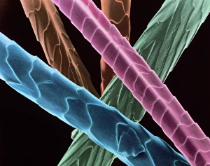 Scanning Electron Micrograph SEM Images Imprime: Angora wool