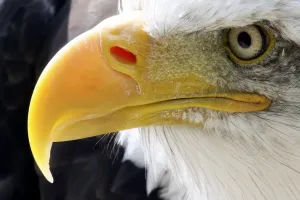 Animales Imprime: Aguila norte americana