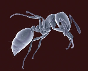 Compound Eye Structure Imprime: Ant, SEM