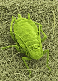 Coloured SEM Images Imprime: Aphid on a leaf, SEM
