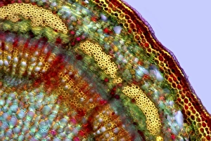 Imágenes fechadas en 2015: Palo de manzana, micrografía con lente óptica simple
