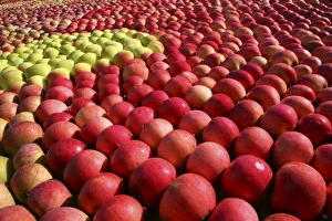 Impresiones de Manzanas dispuestas en un patrón en una pantalla fotografiadas en Kivik, Suecia Imágenes de junio de 2007: Apples