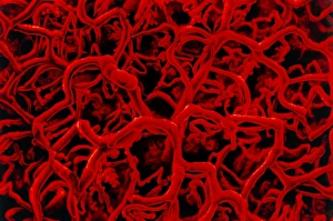 Blood Vessel Anatomy Imprime: Artwork based on SEM of microcapillary network