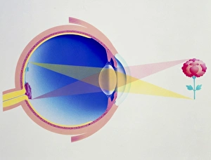 Human Eye Structure Imprime: Artwork of eye in section demonstrating vision