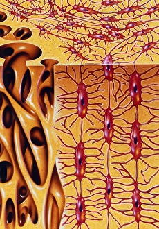 Impresiones de Hueso. Ilustración de la microestructura del hueso humano. A la derecha se encuentra el hueso duro o compacto Imágenes fechadas en 1995: Diseño de la microestructura del hueso humano