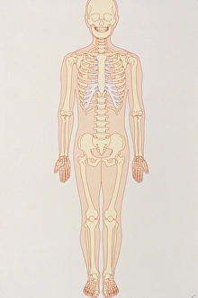 Human Skeleton Imprime: Artwork of a normal human skeleton