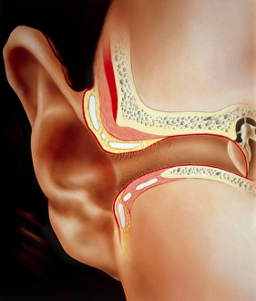 Human Ear Anatomy Imprime: Artwork of section through human ear