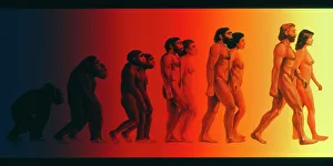 Obra de arte de las etapas en la evolución humana.
