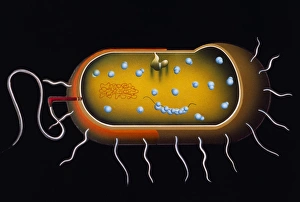 Imágenes de 1988: Diseño de la estructura de un bacteria