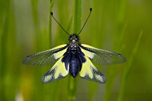 Dragonflies In Europe Imprime: Ascalaphid