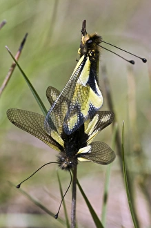 Libelloides Longicornis Imprime: Ascalaphids mating