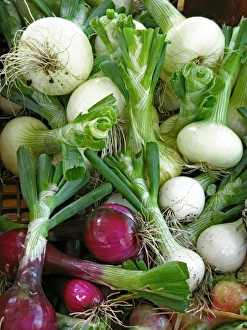 Allium Cepa Images Imprime: Assorted alliums
