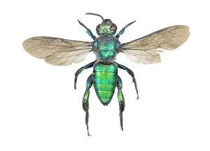 Impresiones de Hormiga de sudor (Augochlora pura). Las hormigas del sudor se llaman así porque a menudo son atraídas por la transpiración. Este espécimen proviene de Brasil Imágenes de octubre de 2011: Hormiga de abeja Augochlora