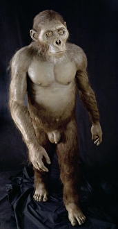 Australopithecus Afarensis Imprime: Australopithecus afarensis