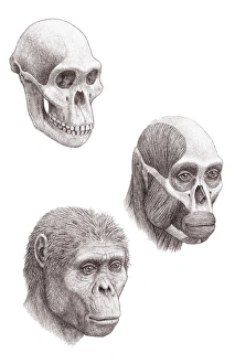 Ancient Human Species Imprime: Australopithecus africanus