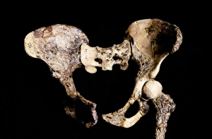 Early Human Species Imprime: Australopithecus africanus pelvis, STS-14 C015 / 6919