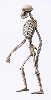 Impresiones de El esqueleto de Australopithecus africanus, impresión artística. El Africano era un bipedal humano que vivió entre 3,5 y 2 millones años atrás Imágenes de junio de 2006: Esqueleto de Australopithecus africano