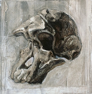 Early Human Ancestors Imprime: Australopithecus africanus skull