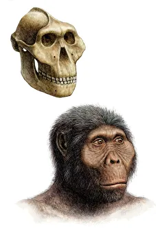 Impresiones de Australopithecus boisei: Una impresión artística de la cabeza y el cráneo del Australopithecus boisei, un hominio que vivió en África entre aproximadamente 2.3 y 1.3 millones años atrás Imágenes de junio de 2006: Homo australis de Boise