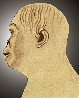 Reconstrucción de Australopithecus