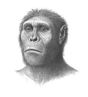 Impresiones de Australopithecus sediba: dibujo de la cabeza de un macho juvenil del hominid Australopithecus sediba que vivió en África del Sur alrededor de 1,8 millones años atrás Imágenes fechadas en junio de 2010: El cráneo de Australopithecus sediba