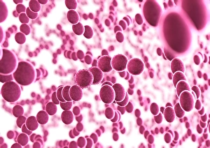 Impresiones de Bacterias. Artefacto de arte computacional de una multitud de bacterias esféricas (cocci) Imágenes de septiembre de 2003: Bacteria
