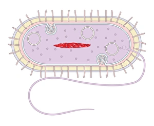 Bacterial Cell Structure Imprime: Bacterial cell structure, artwork