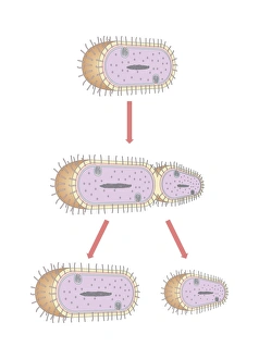 Binary Fission Process Imprime: Bacterial replication, artwork
