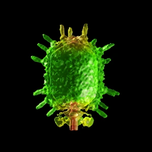 Imágenes fechadas el 3 de marzo de 2008: Fagotipo bacteriano phi29, modelo de computadora