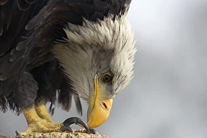 Eagle Species Imprime: Bald eagle