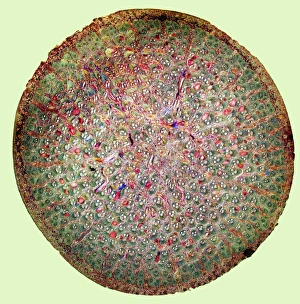Polarised Light Microscopy Images Imprime: Bamboo stem, light micrograph