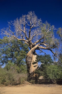 Baobab Tree Imprime: Baobab tree
